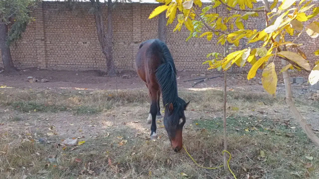 کره اسب نژاد کرد نریون|اسب و تجهیزات اسب‌سواری|هشتگرد, هیو|دیوار