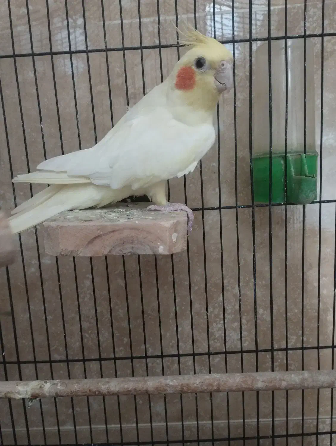 عروس هلندی|پرنده|بابل, |دیوار