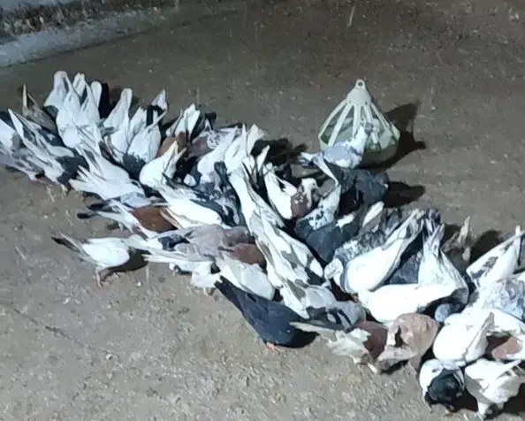 کفتر|پرنده|سبزوار, کهنه آب|دیوار