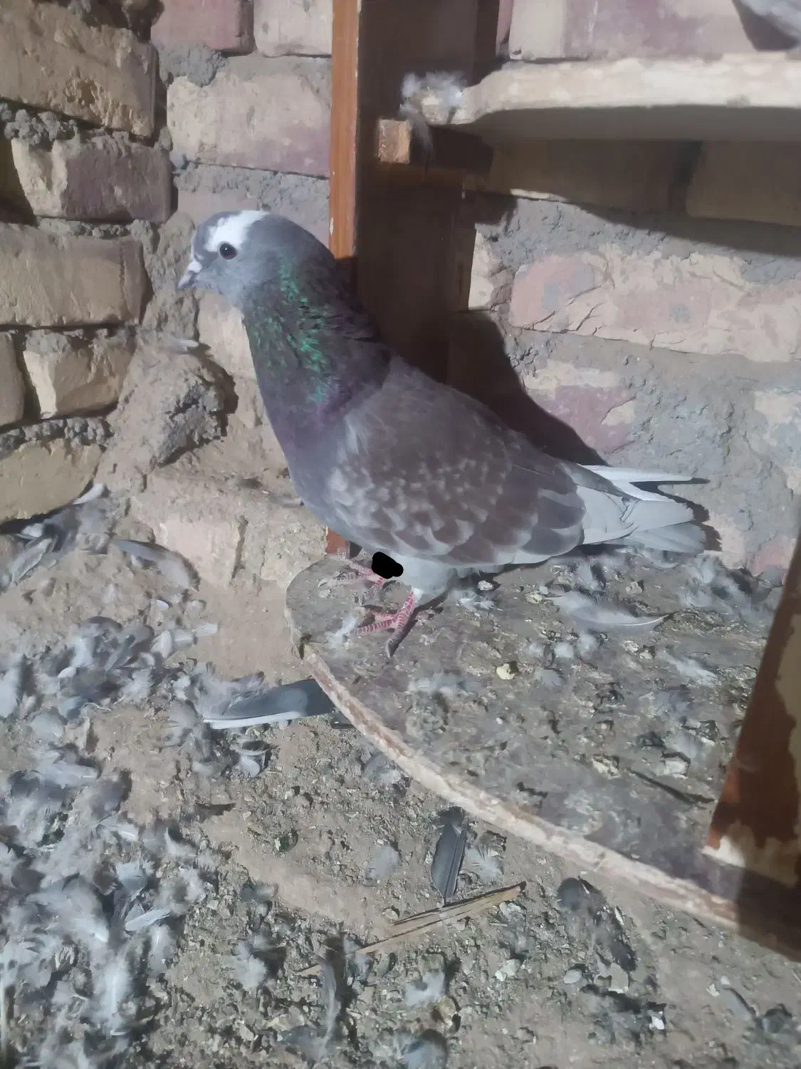 کبوتر شازده سرخ دورنگ چشم ضمانت هوا|پرنده|زابل, |دیوار