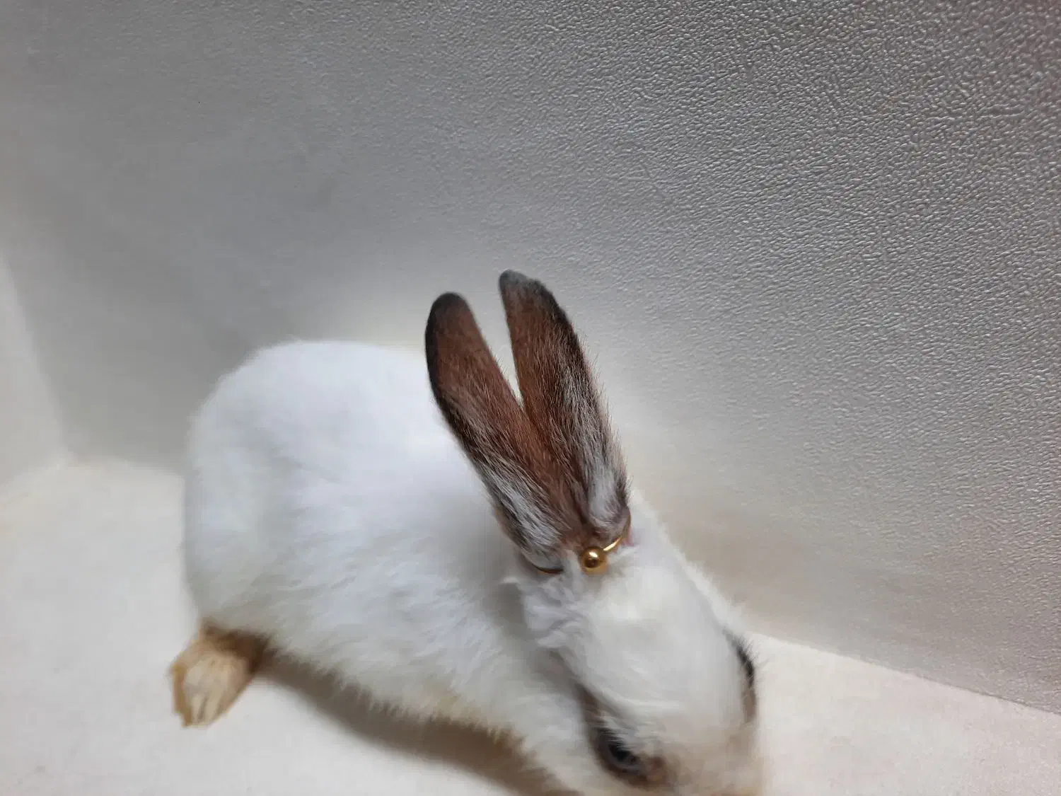 خرگوش خانگی|موش و خرگوش|کرج, اسلام‌آباد|دیوار