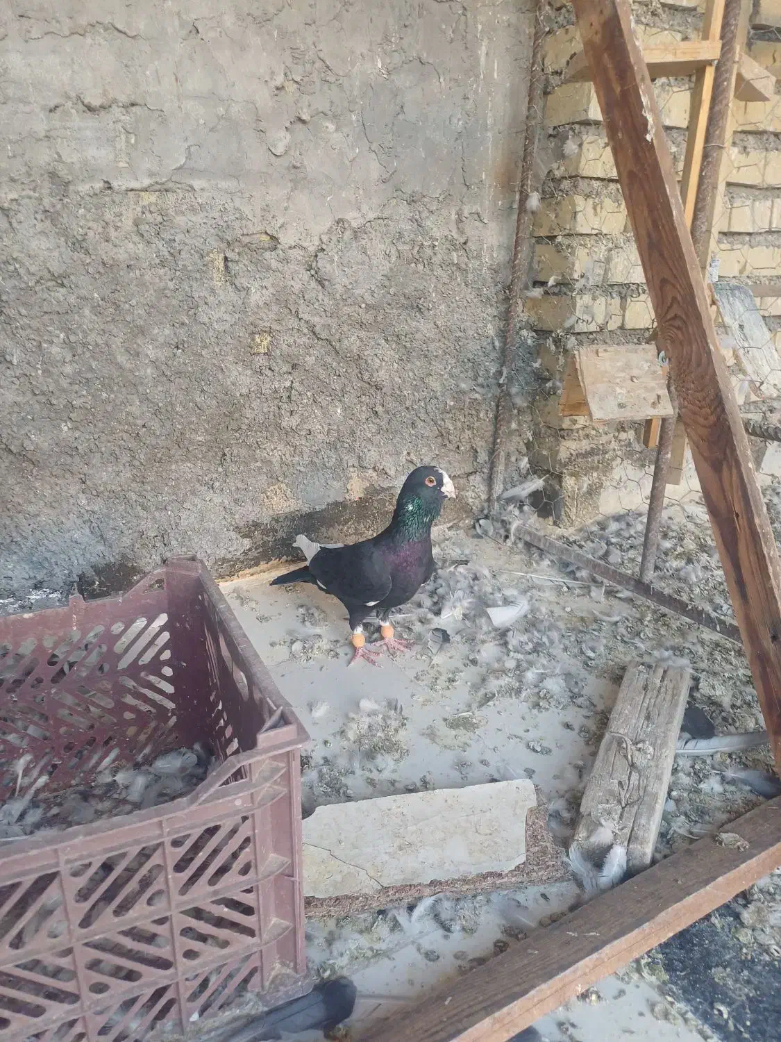 کبوتر مسافتی نر دراندیمشک|پرنده|دزفول, |دیوار