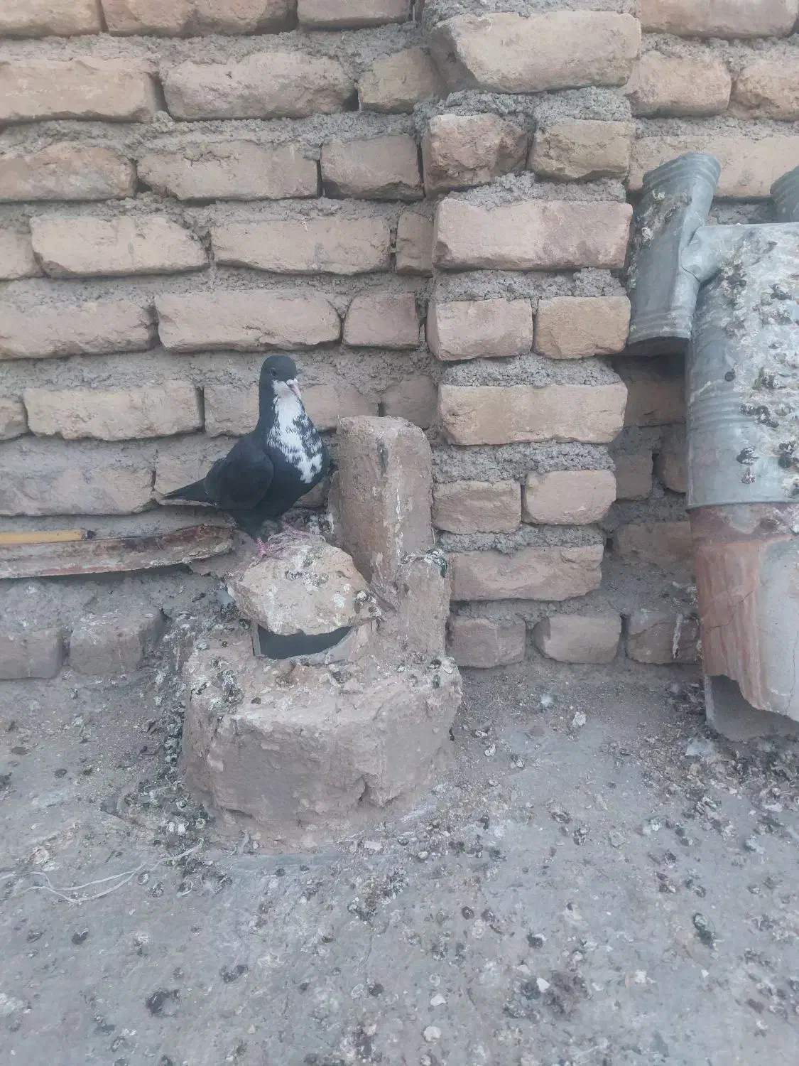 کرباتی سیاه نر هوایی|پرنده|تربت‌حیدریه, حاجی یار‎|دیوار