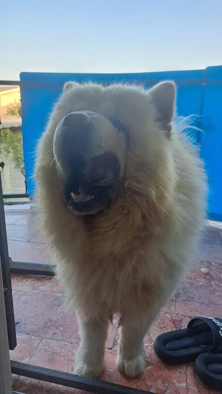 چاوچاو|سگ|تهران, زیبادشت|دیوار