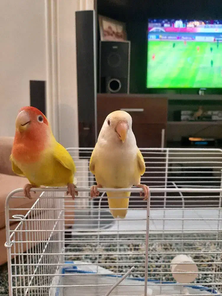 کوتوله برزیلی|پرنده|بندر انزلی, تهران|دیوار