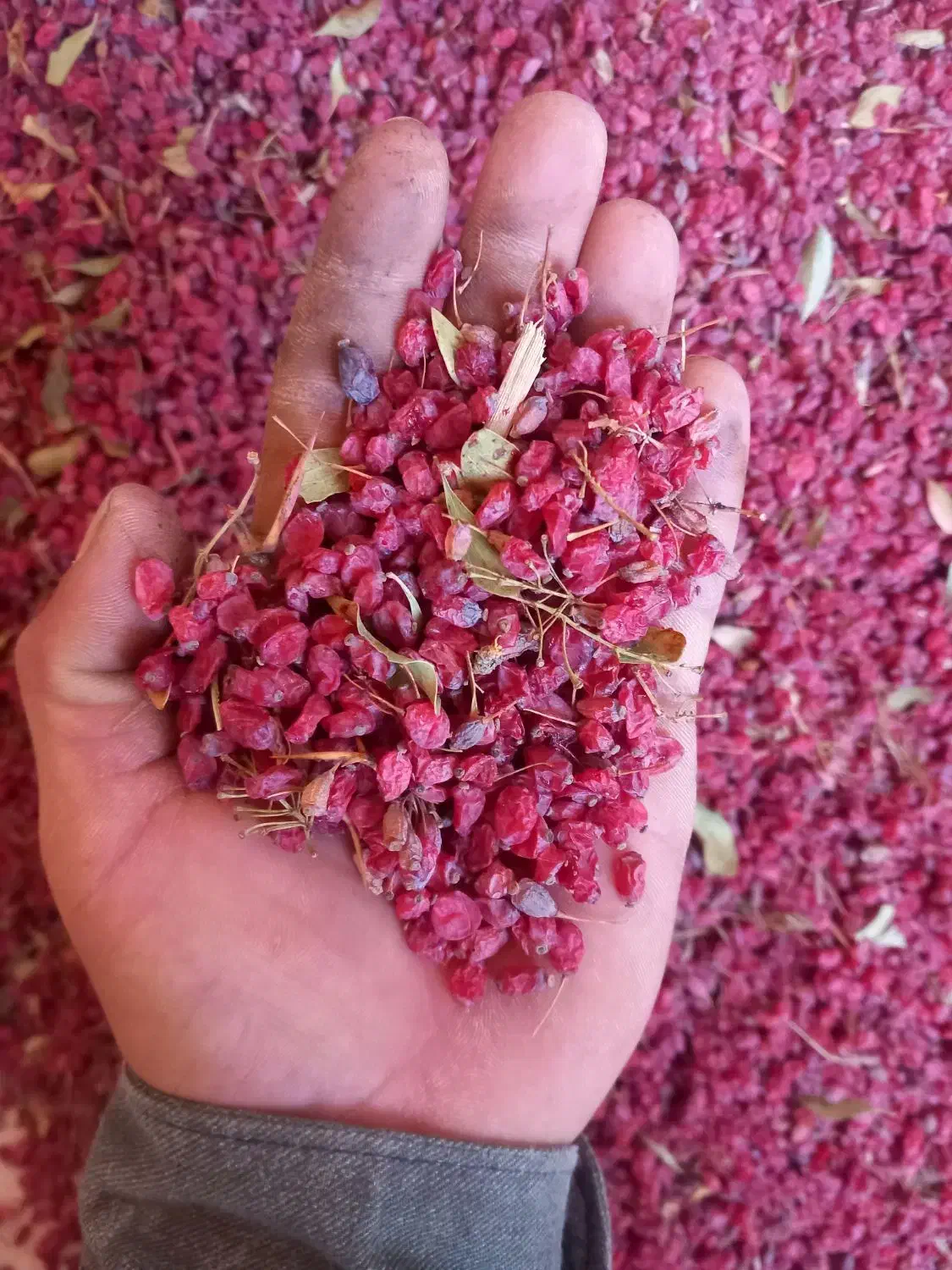 زرشک اناری|خوردنی و آشامیدنی|درمیان, |دیوار