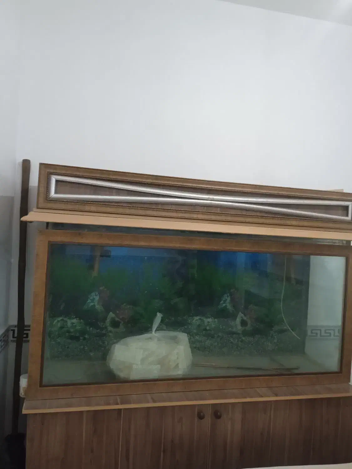 آکواریوم ماهی|ماهی|بندر ماهشهر, |دیوار