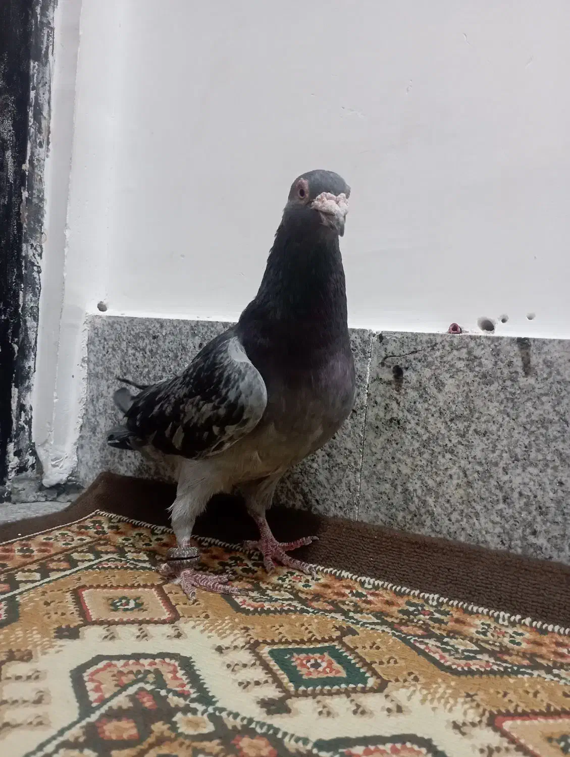  کفتر|پرنده|مشهد, شهید احمدی روشن|دیوار