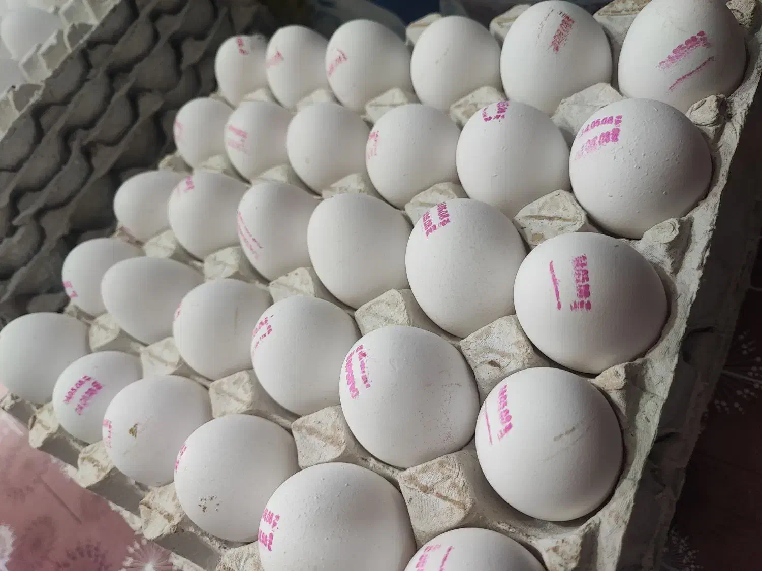 تخم مرغ کیلویی|خوردنی و آشامیدنی|کرج, برغان|دیوار