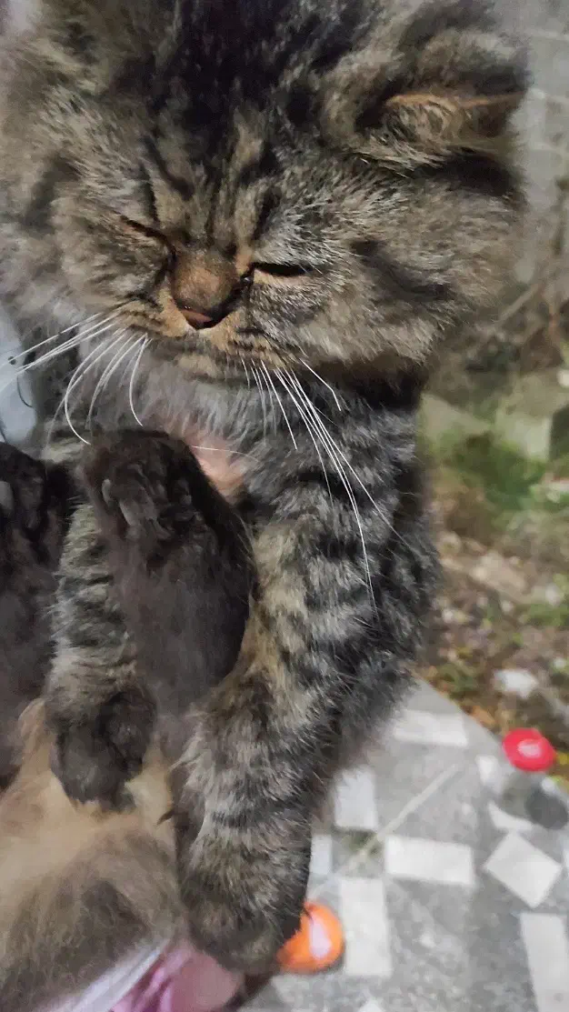 گربه گم شده در روستای حسین آباد ترکیب DHLو پرشین|گربه|رودسر, |دیوار