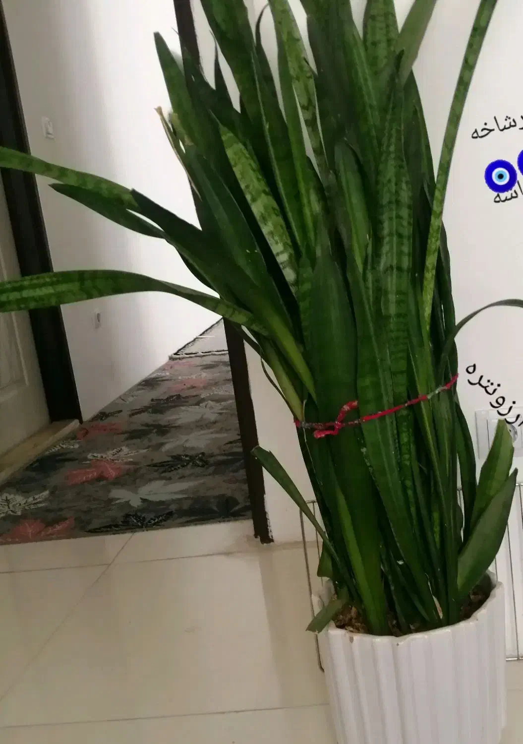 گلهای خانگی طلاییه|گل و گیاه طبیعی|شیراز, شهرک رضوان|دیوار