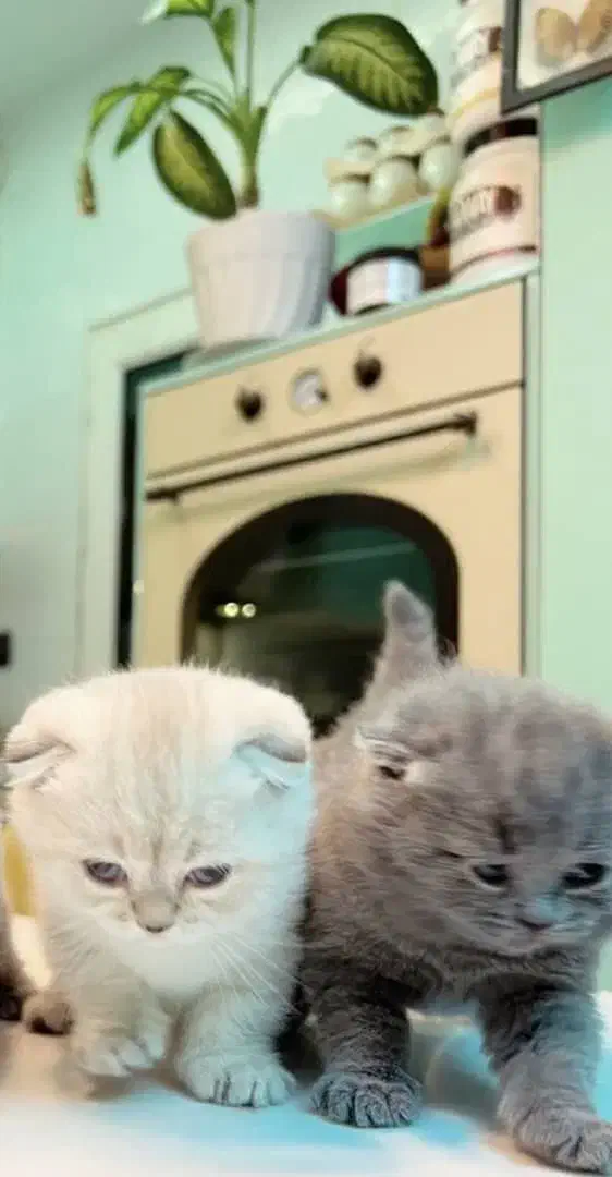 گربه اسکاتیش بریتیش مجموعه میولند|گربه|مشهد, الهیه|دیوار