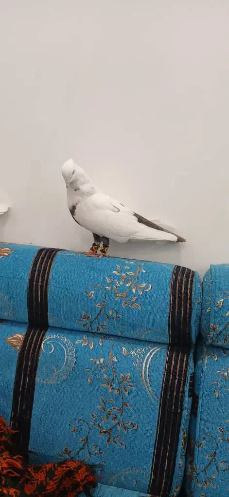 کبوتر دمبی نره سوسنگرد|پرنده|سوسنگرد, |دیوار