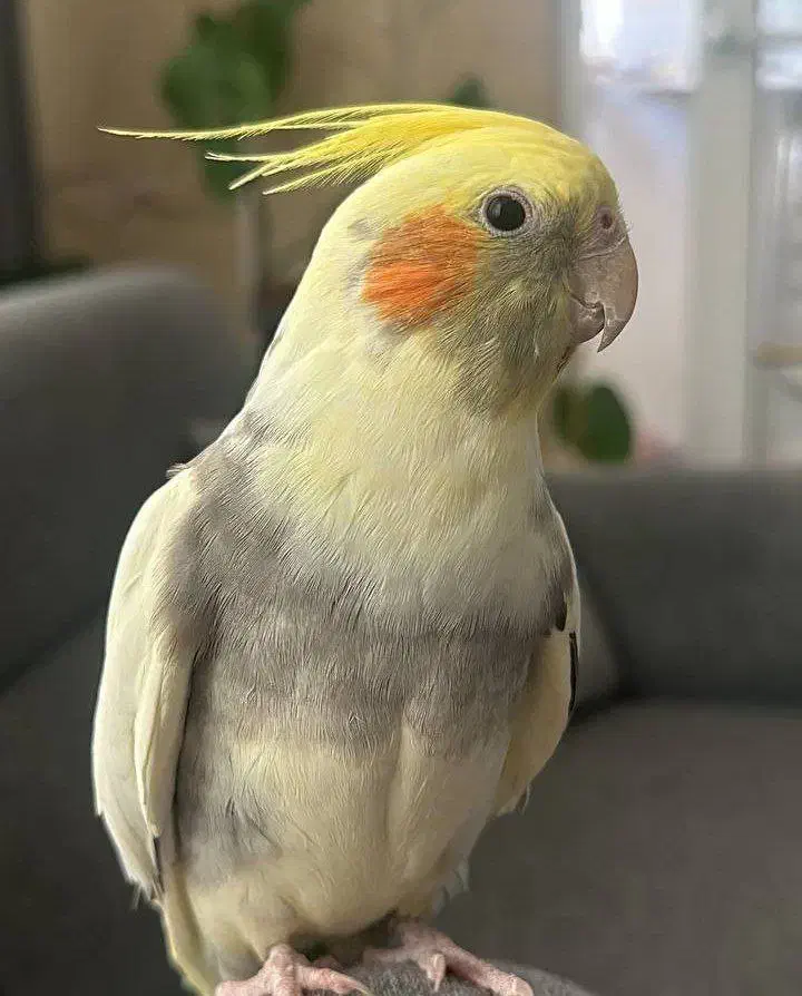 عروس هلندی (زیبا و سخنگو)|پرنده|بیرجند, |دیوار