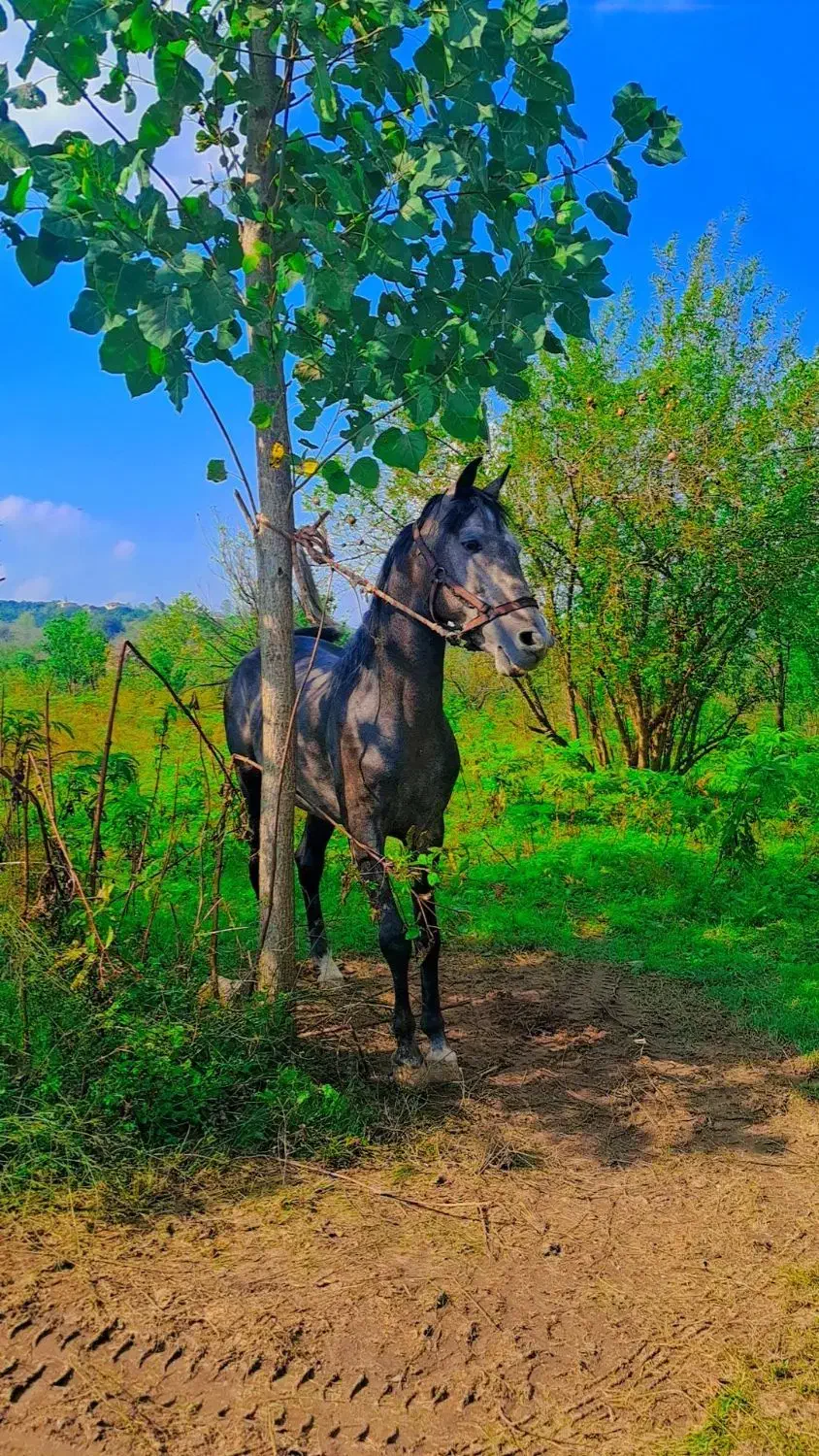 فروش اسب نیله کرد|اسب و تجهیزات اسب‌سواری|بابل, |دیوار