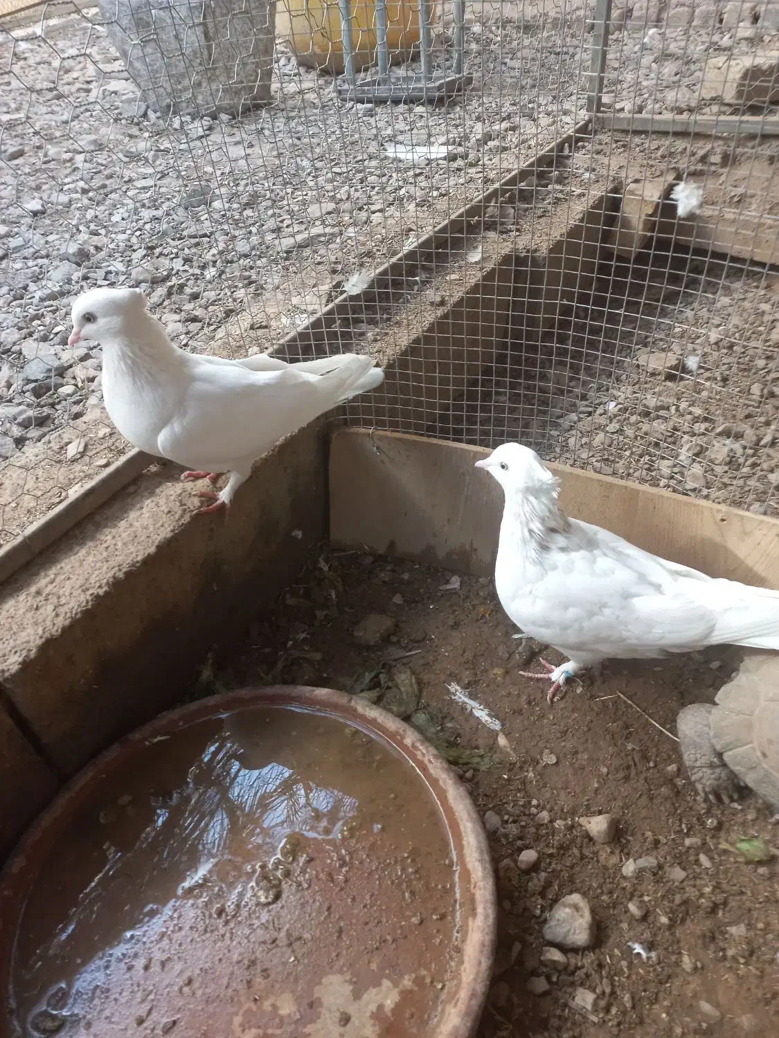 کبوتر|پرنده|اردکان, |دیوار