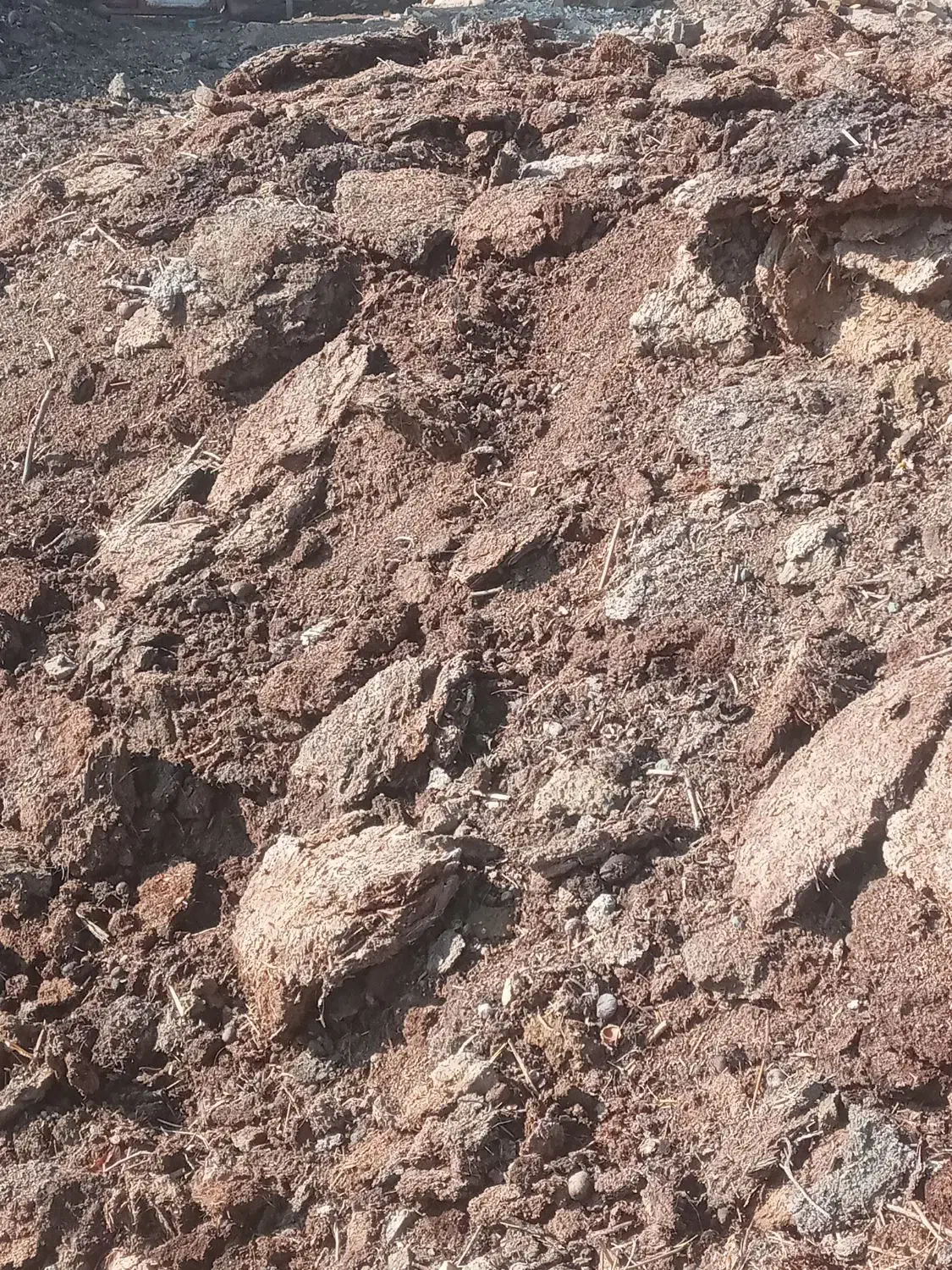 گوسفند|حیوانات مزرعه|انزل, |دیوار