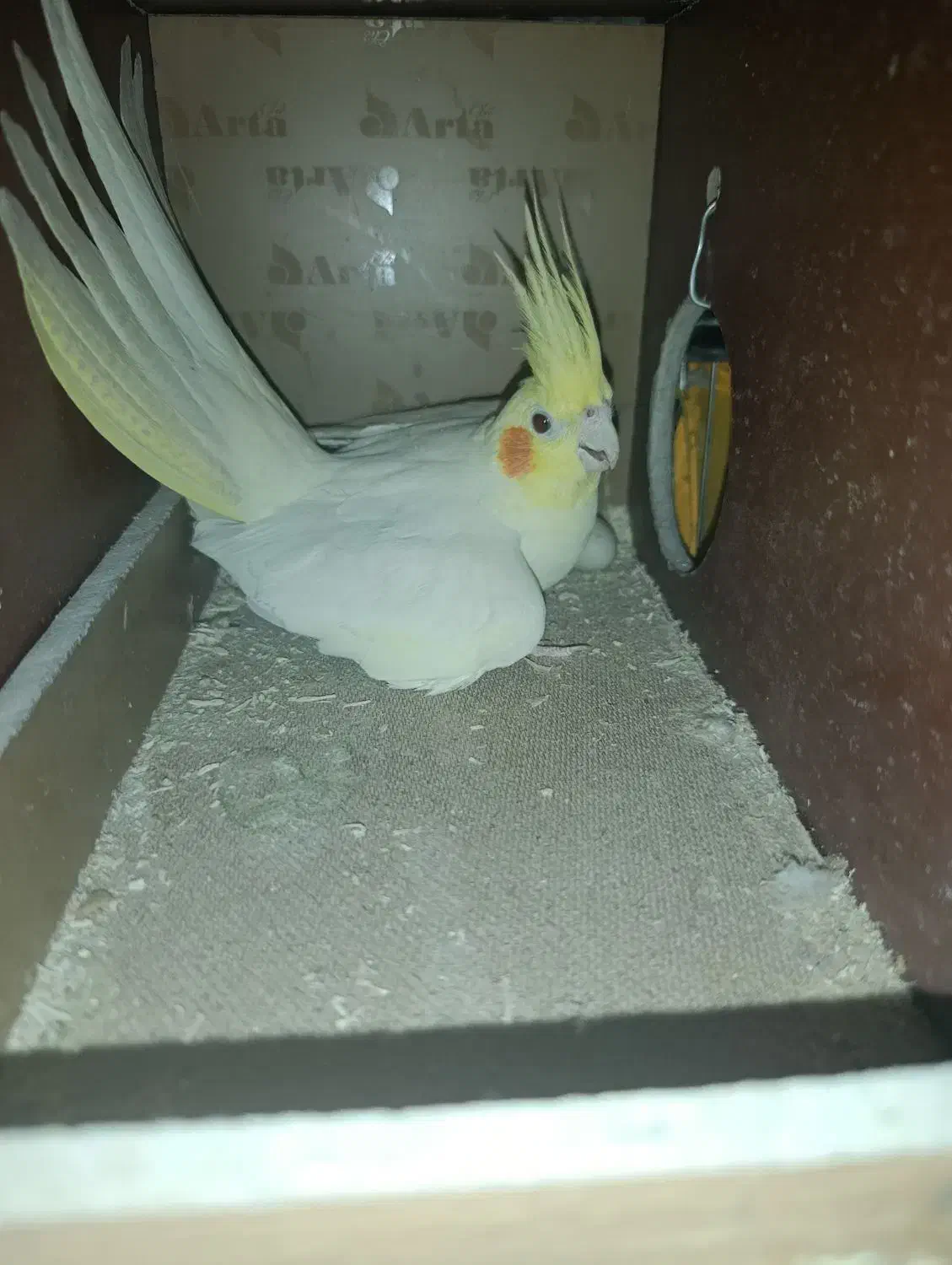 عروس هلندی جفت مولد رامه رام لوتینو|پرنده|تهران, شهید رجایی|دیوار