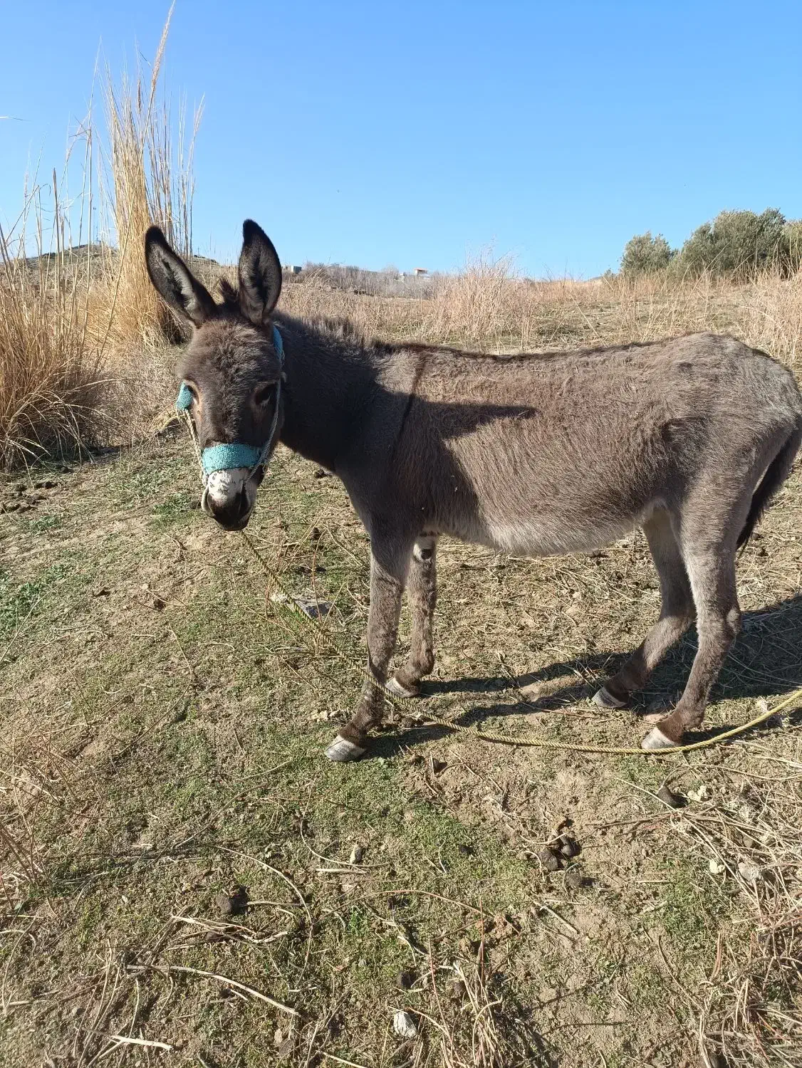 خر ماده|حیوانات مزرعه|جیرفت, |دیوار
