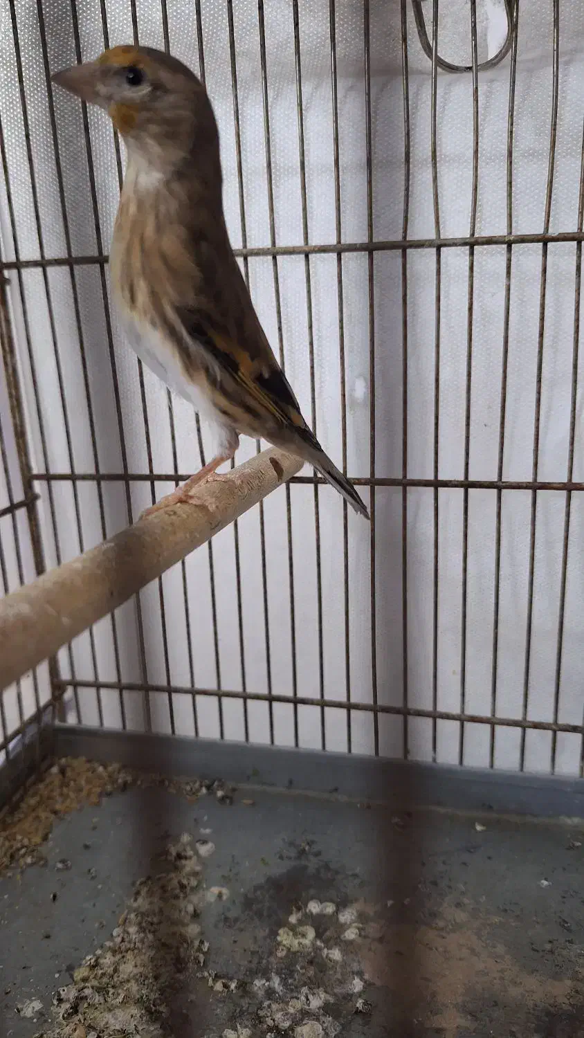 سهره قناری نر|پرنده|قم, شاه سید علی|دیوار