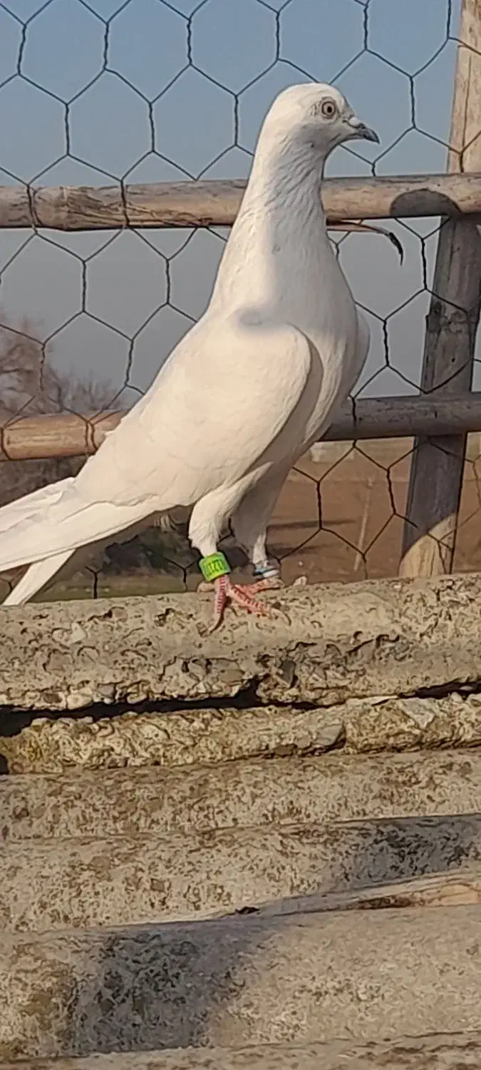 کبوتر|پرنده|مزرعه کتول, |دیوار