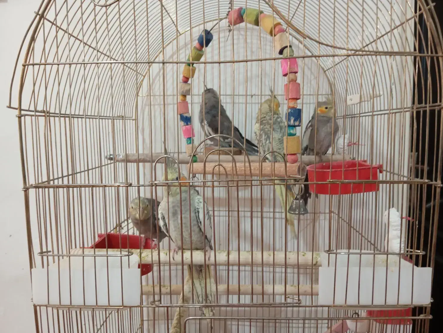 طوطی|پرنده|ماکو, |دیوار
