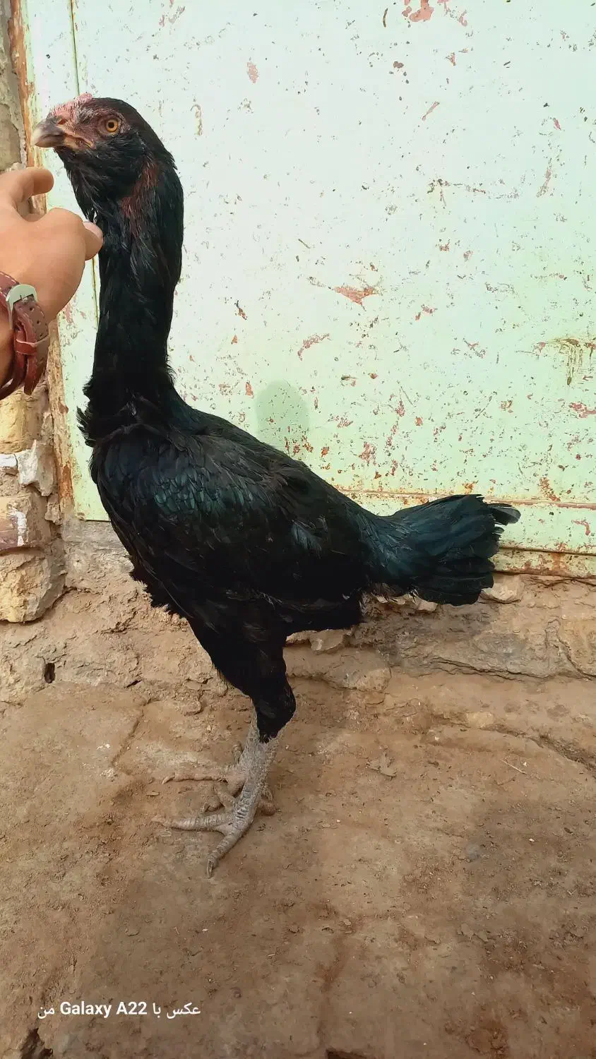 مرغ لاری یک تیغ مشکی|حیوانات مزرعه|نیمروز, |دیوار