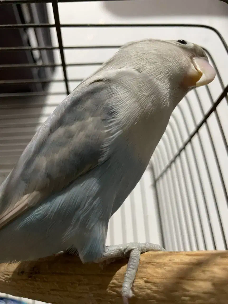 پرنده حیوانات لوازم پرنده طوطی برزیلی پا کوتاه|پرنده|قرچک, میرزائی جنوبی|دیوار