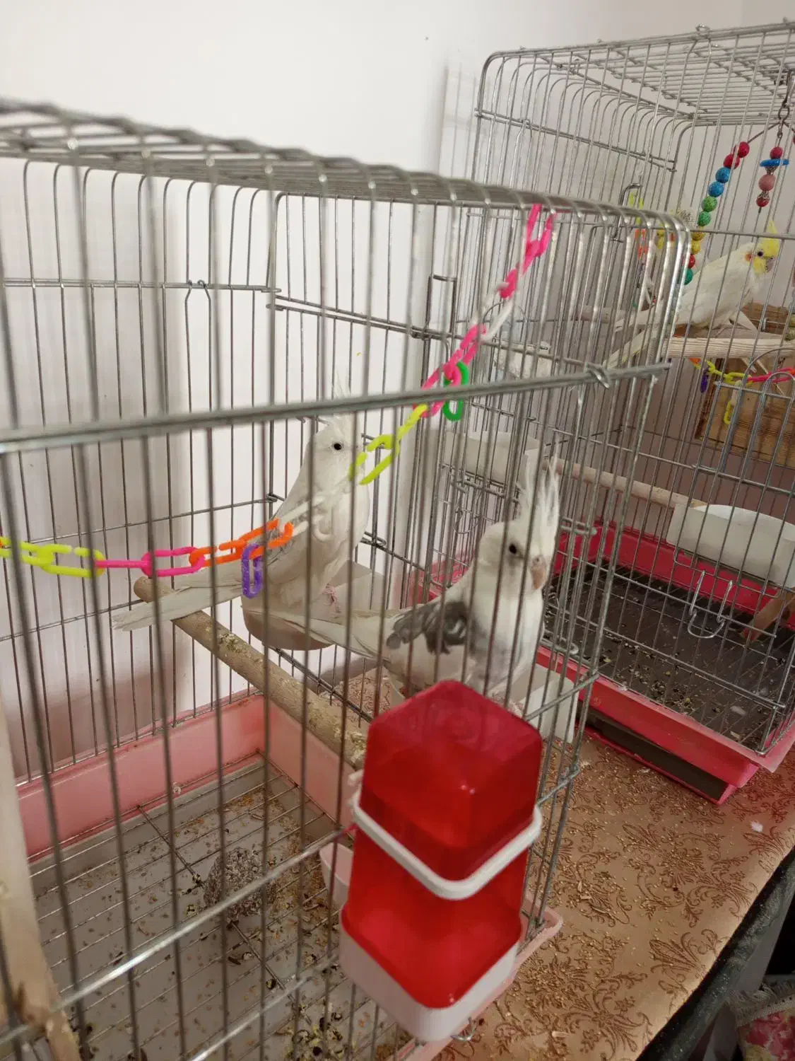 عروس هلندی آلببنوسفیدپروانه ای|پرنده|مرودشت, ده بید|دیوار