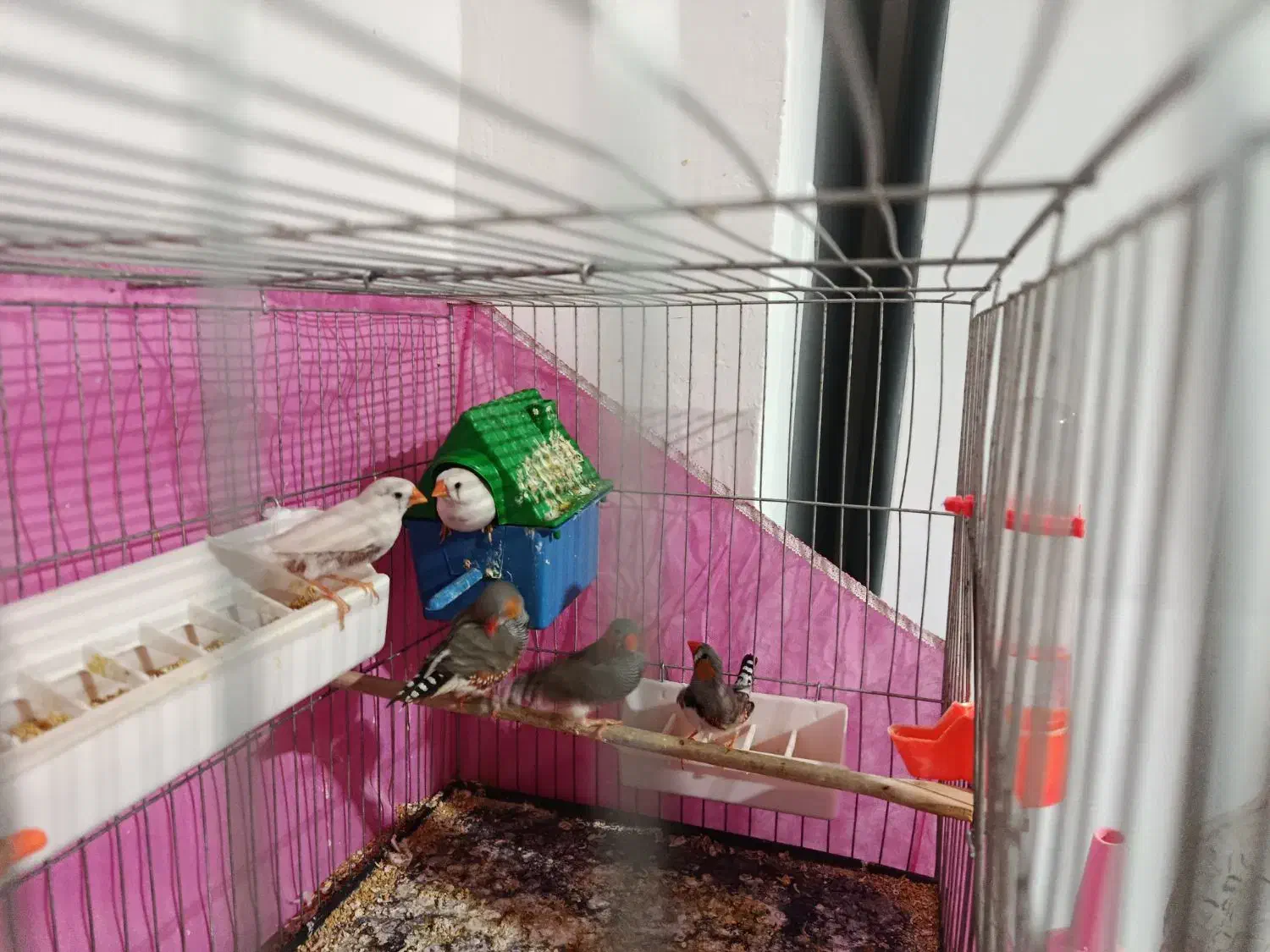 پرنده|پرنده|جوانرود, |دیوار