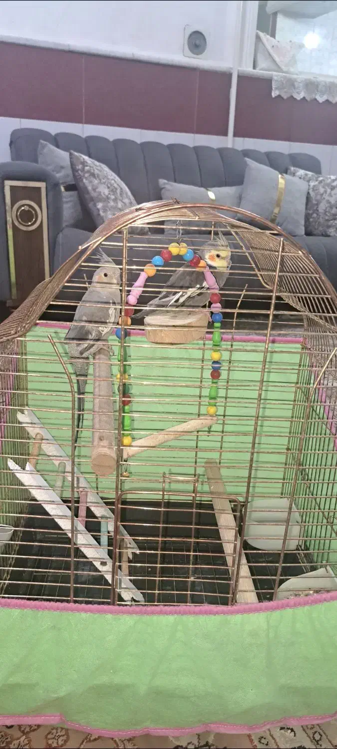 عروس هلندی|پرنده|قم, بکایی|دیوار