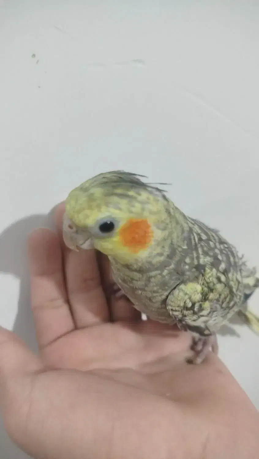 عروس هلندی ۸ ماهه|پرنده|رشت, حمیدیان|دیوار