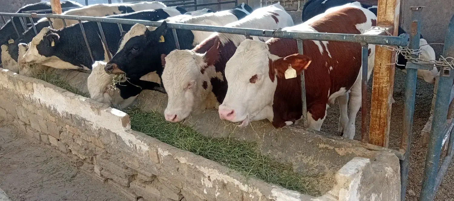 گوساله نر سیمینتال|حیوانات مزرعه|پیشخور, |دیوار