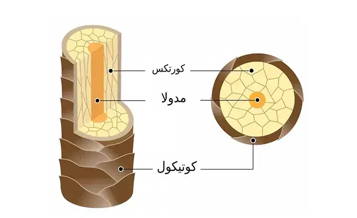 آموزش کراتین با متد جدید|خدمات آموزشی|گرمدره, |دیوار