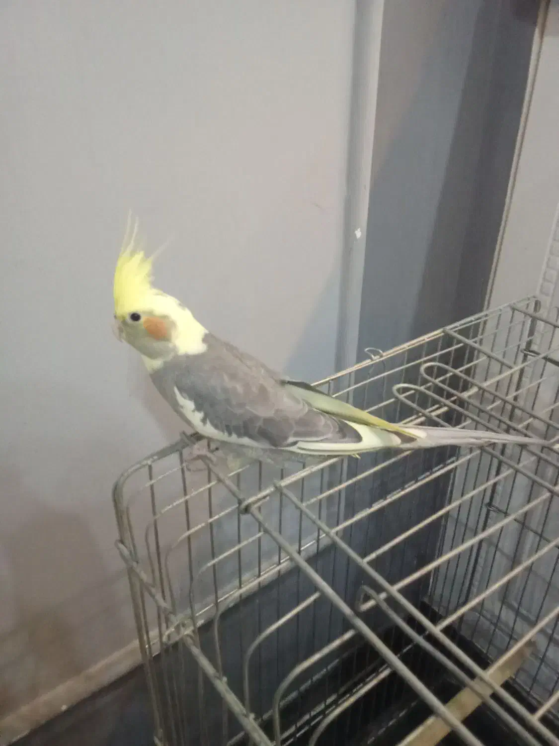 عروس هلندی ابلغ ۷۰روزه|پرنده|اندیشه, شهرک المهدی|دیوار