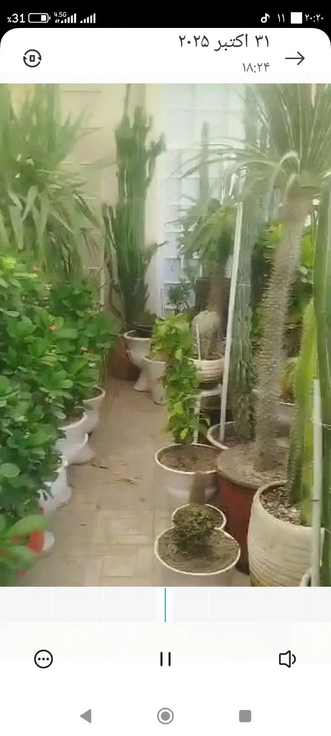 گل و گیاه|گل و گیاه طبیعی|کازرون, |دیوار