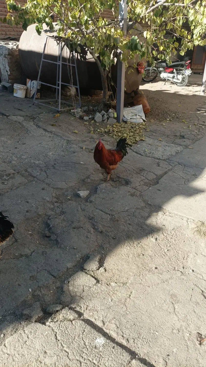 خروس|حیوانات مزرعه|اردبیل, |دیوار