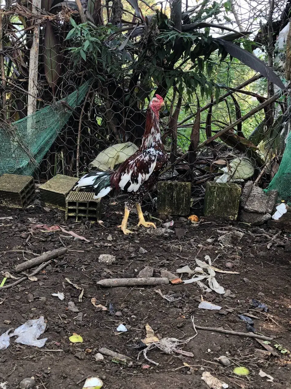 خروس لاری افغان|حیوانات مزرعه|سنگر, |دیوار