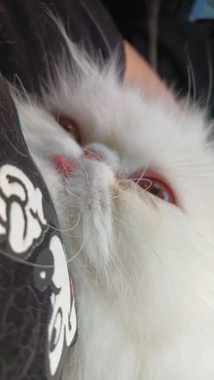 گربه پرشین ماده|گربه|کرمان, |دیوار