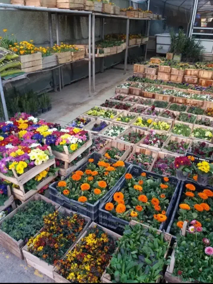 کلیه خدمات باغبانی سمپاشی تعویض گلدان سمپاشی سوسک|خدمات باغبانی و درختکاری|تهران, الهیه|دیوار