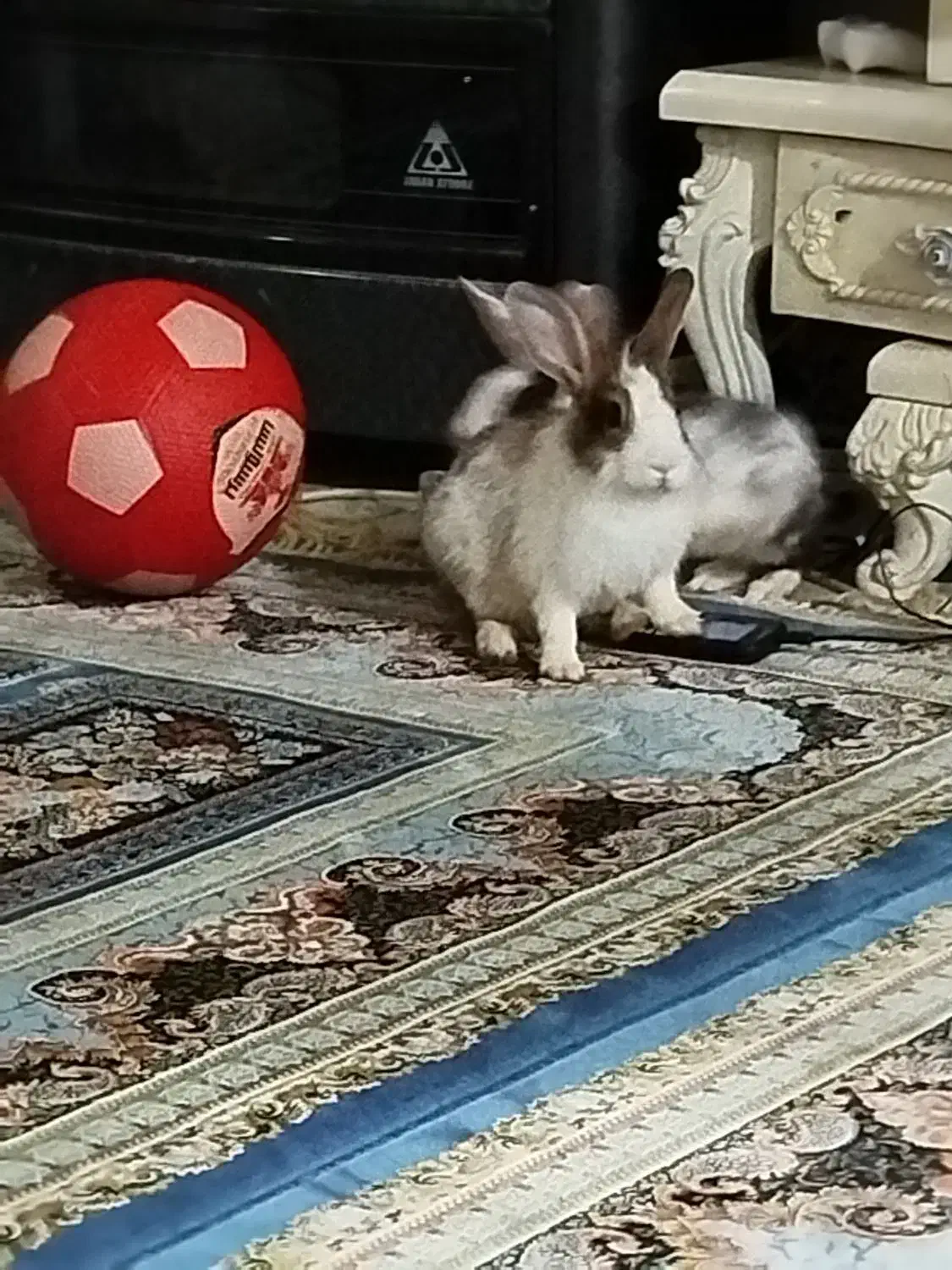 فروش خرگوش|موش و خرگوش|شهریار, شهریار|دیوار