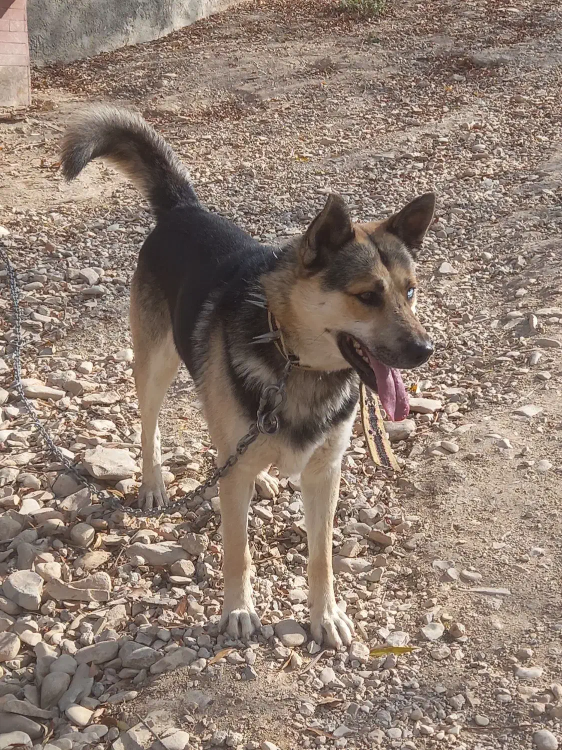 سگ ژرمن هسکی نگهبان|سگ|فیروزکوه, |دیوار