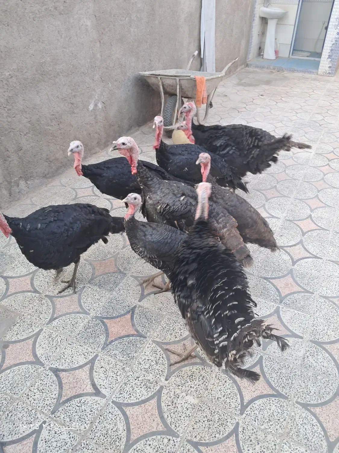 بوقلمون|پرنده|دهدشت, |دیوار