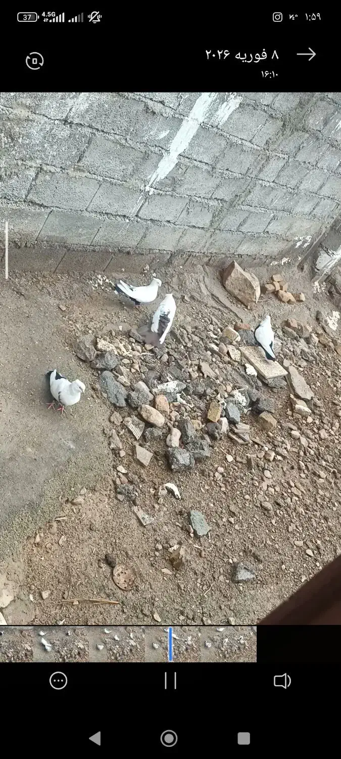 دو جفت دمی|پرنده|چگنی, |دیوار