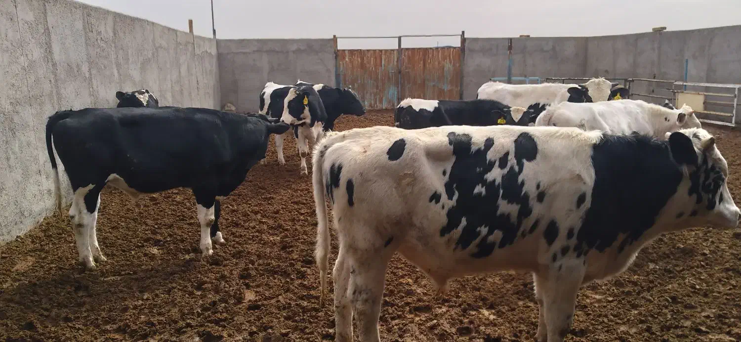 گوساله نر 550 تومن|حیوانات مزرعه|بوئین زهرا, |دیوار