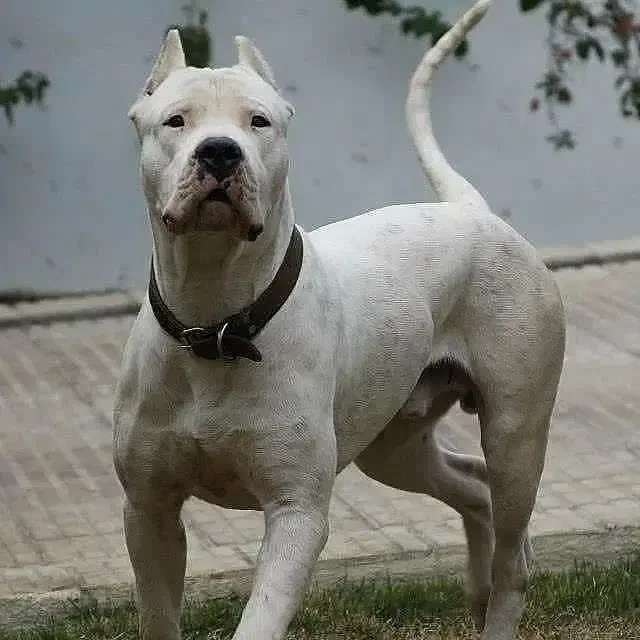 دوگو آرژانتینو|سگ|تهران, فرمانیه|دیوار