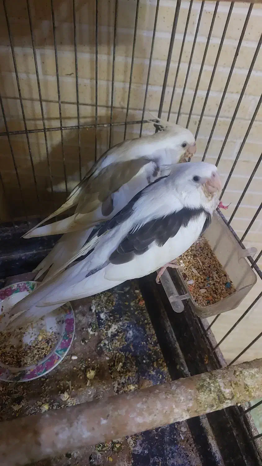 عروس هلندی البینو|پرنده|خرمشهر, |دیوار