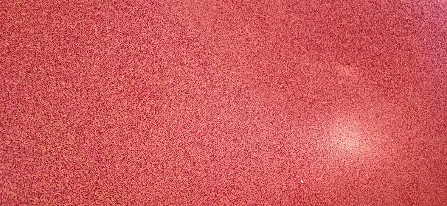 بذر گندم دیم سردای|عمده‌فروشی|بیجار, |دیوار