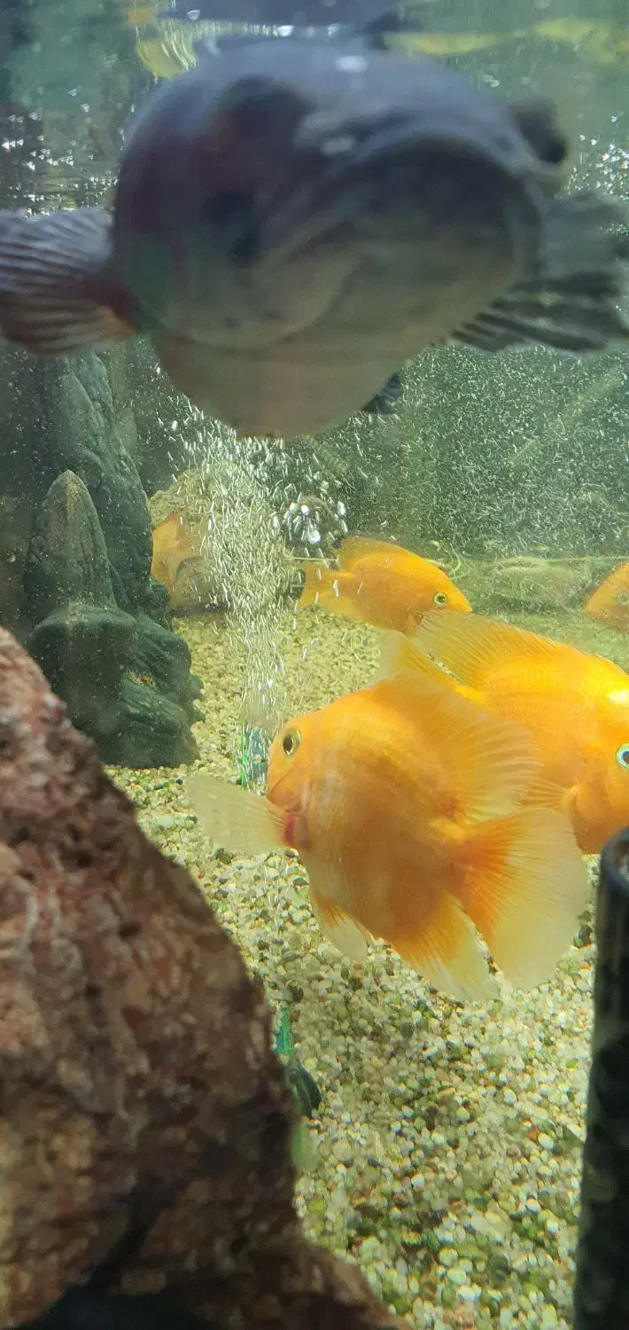 کوی گلدفیش|ماهی|مشهد, فرهنگیان (شهرک غرب)|دیوار