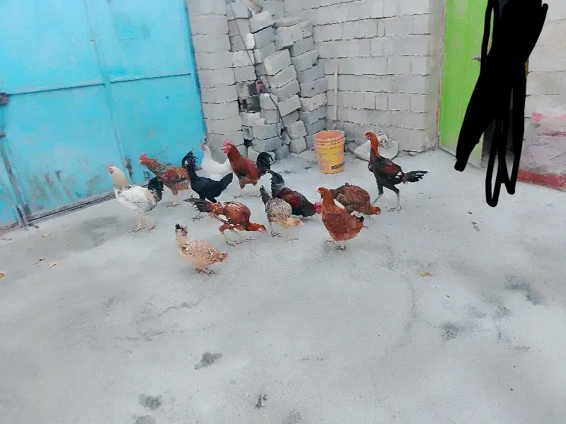 ۵خروس ۱۵مرغ|پرنده|لاجان, |دیوار